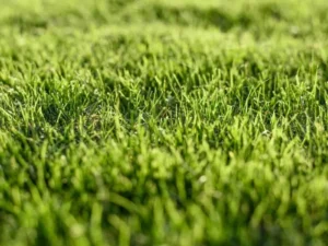 What Homeowners Wish They Knew About Installing Artificial Grass