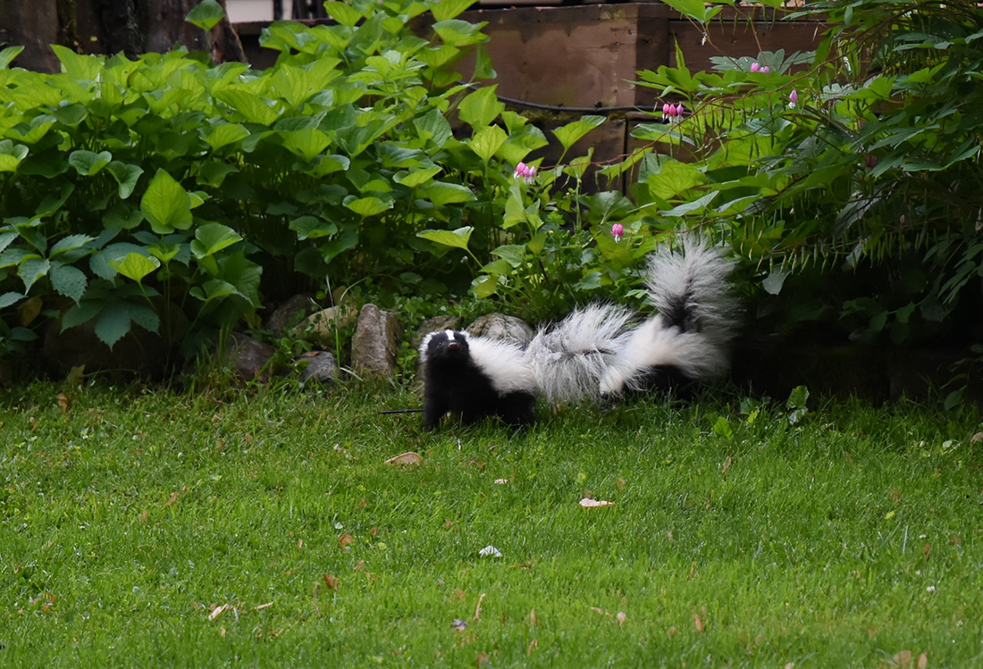 What to Do if Your Artificial Grass Is Sprayed by a Skunk | Auzzie Turf