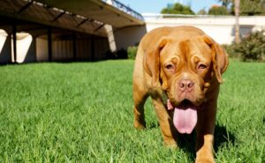 Top-quality Artificial Grass for Dogs Eliminates Hidden Pet Hazards