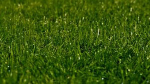4 Reasons Why Artificial Turf Performs Exceptionally in Rainy Weather