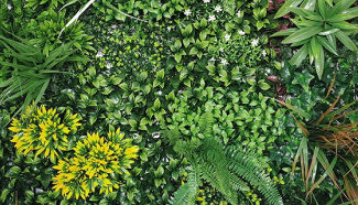 Botanical Garden Vertical Wall - CCGA109 img